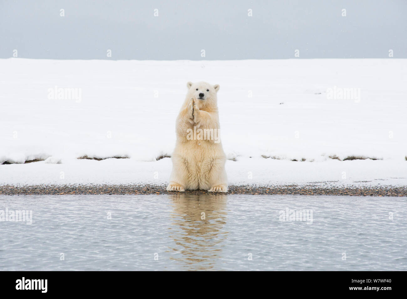 Eisbär (Ursus maritimus) spring Cub auf seine Hüftknochen und Kratzer selbst, auf einer vorgelagerten Insel im Herbst freeze, Bernard Spit, Nordhang, Alaska, September Stockfoto