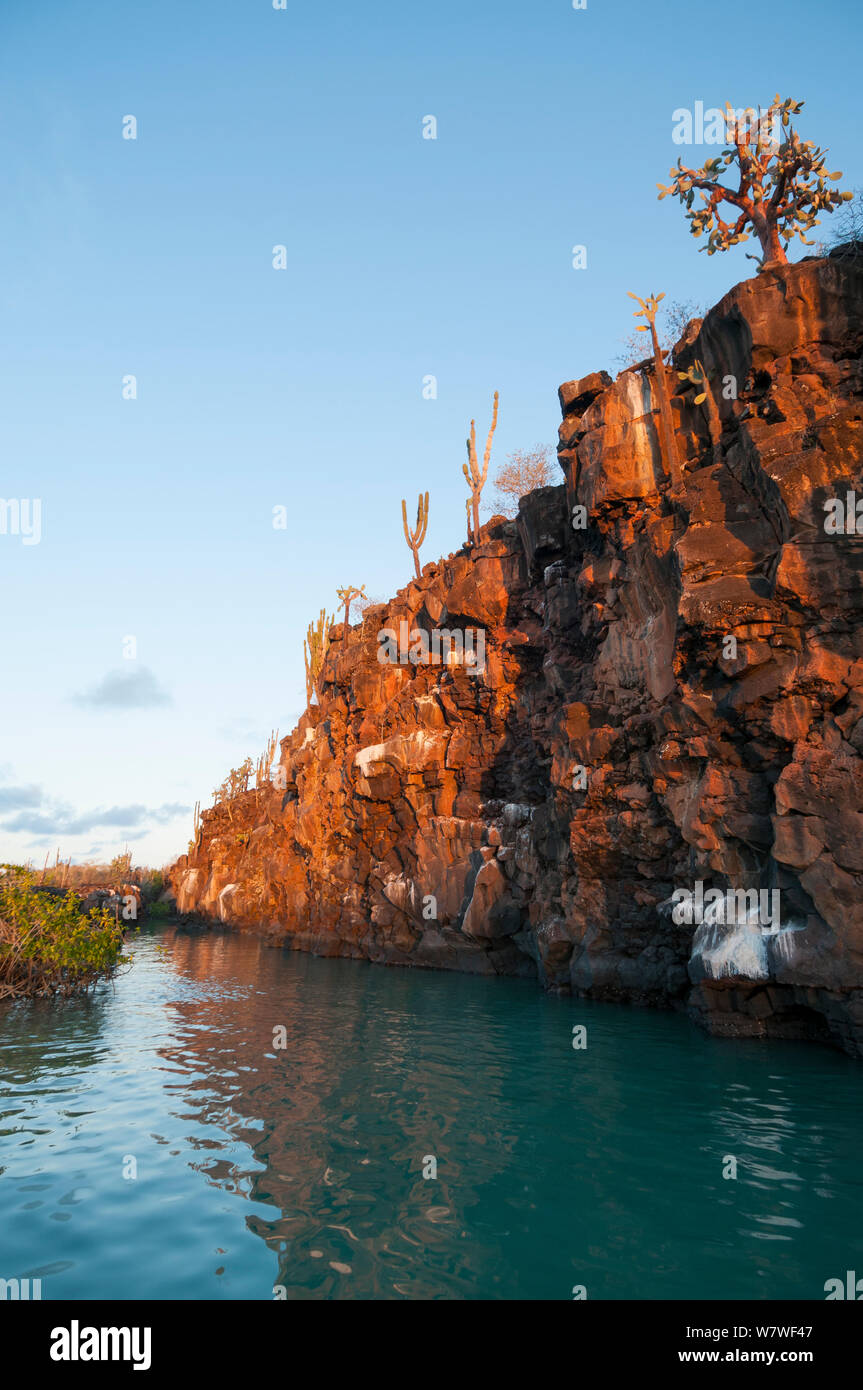 Basaltische Cliff am Rande Puerto Ayora, Hafen, in der Academy Bay, Insel Santa Cruz, Galápagos-Inseln, Juni 2009. Stockfoto