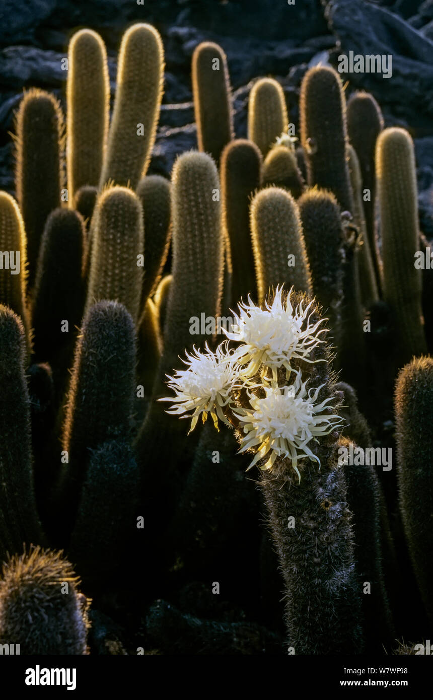 Lava Kaktus (Brachycereus nesioticus) in unregelmäßigen Blüte, nächtliche Blüten schließen bei Sonnenaufgang. Kap Hammnond, Fernandina Insel, Galapagos. Stockfoto