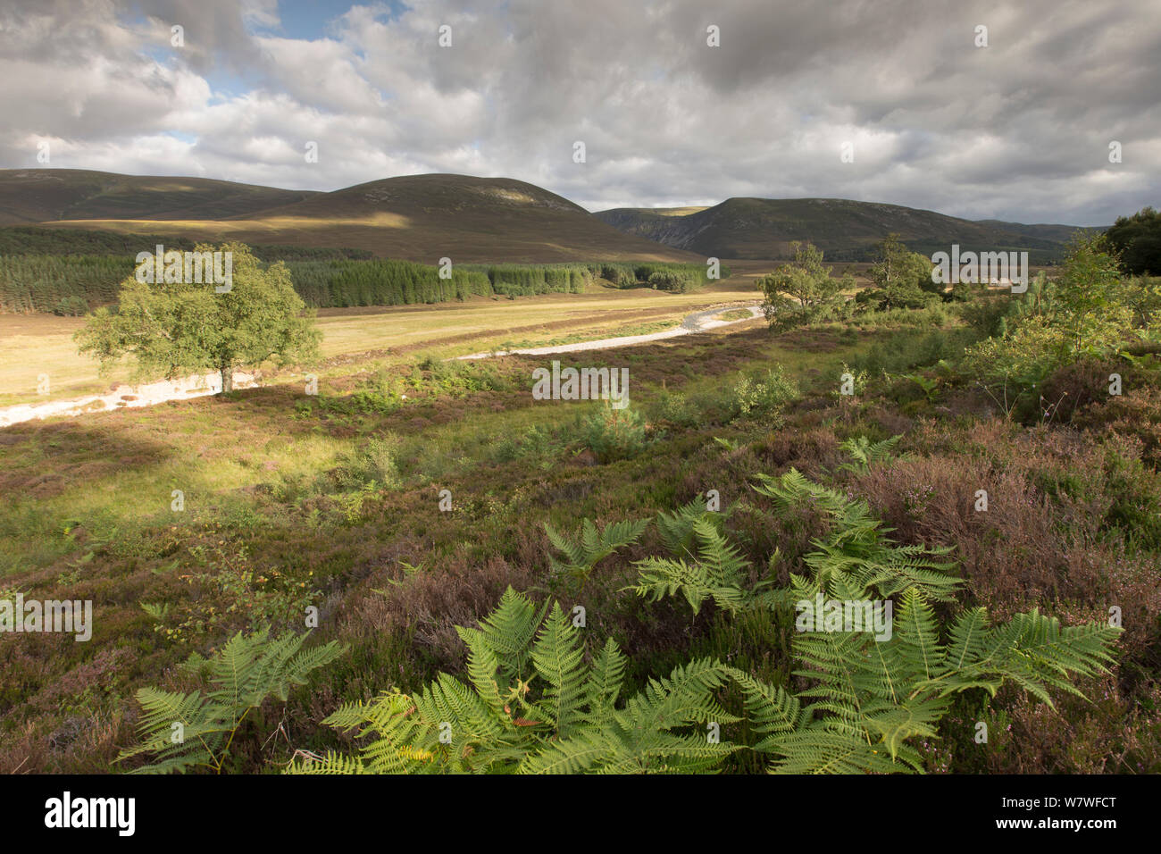 Fluss Feshie im Spätsommer durch die regenerierende Wald fließt, Cairngorms National Park, Schottland, August 2013. Stockfoto