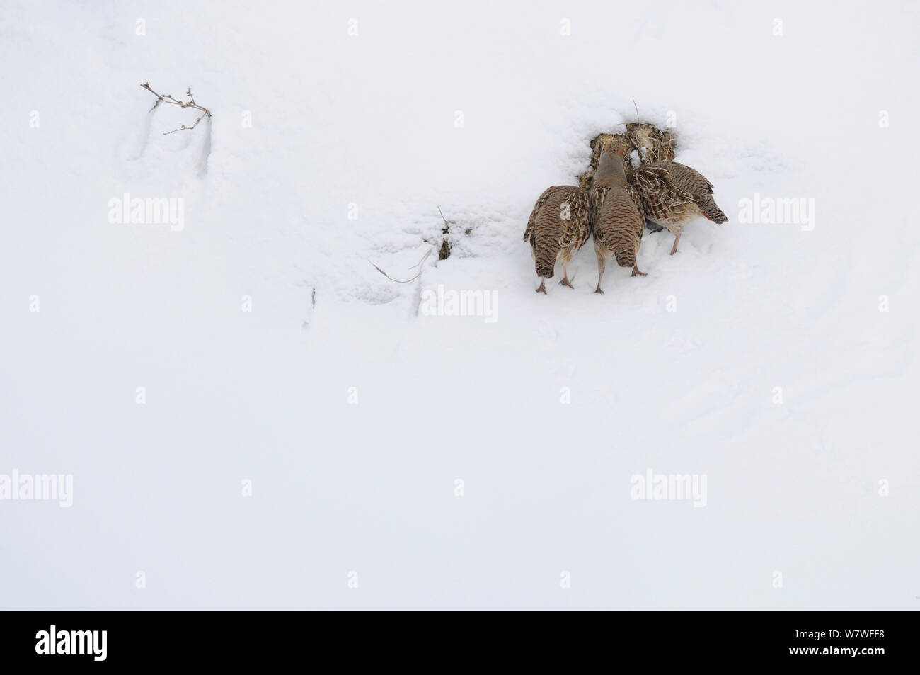 Rebhuhn (Perdix perdix) Ernährung im Schnee, Corund, Siebenbürgen, Rumänien. Februar Stockfoto