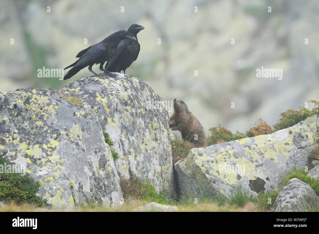 Gemeinsame Raben (Corvus Corax) mit einem Alpine Murmeltier (Marmota marmota) Retezat-gebirge Rumäniens. Juni Stockfoto