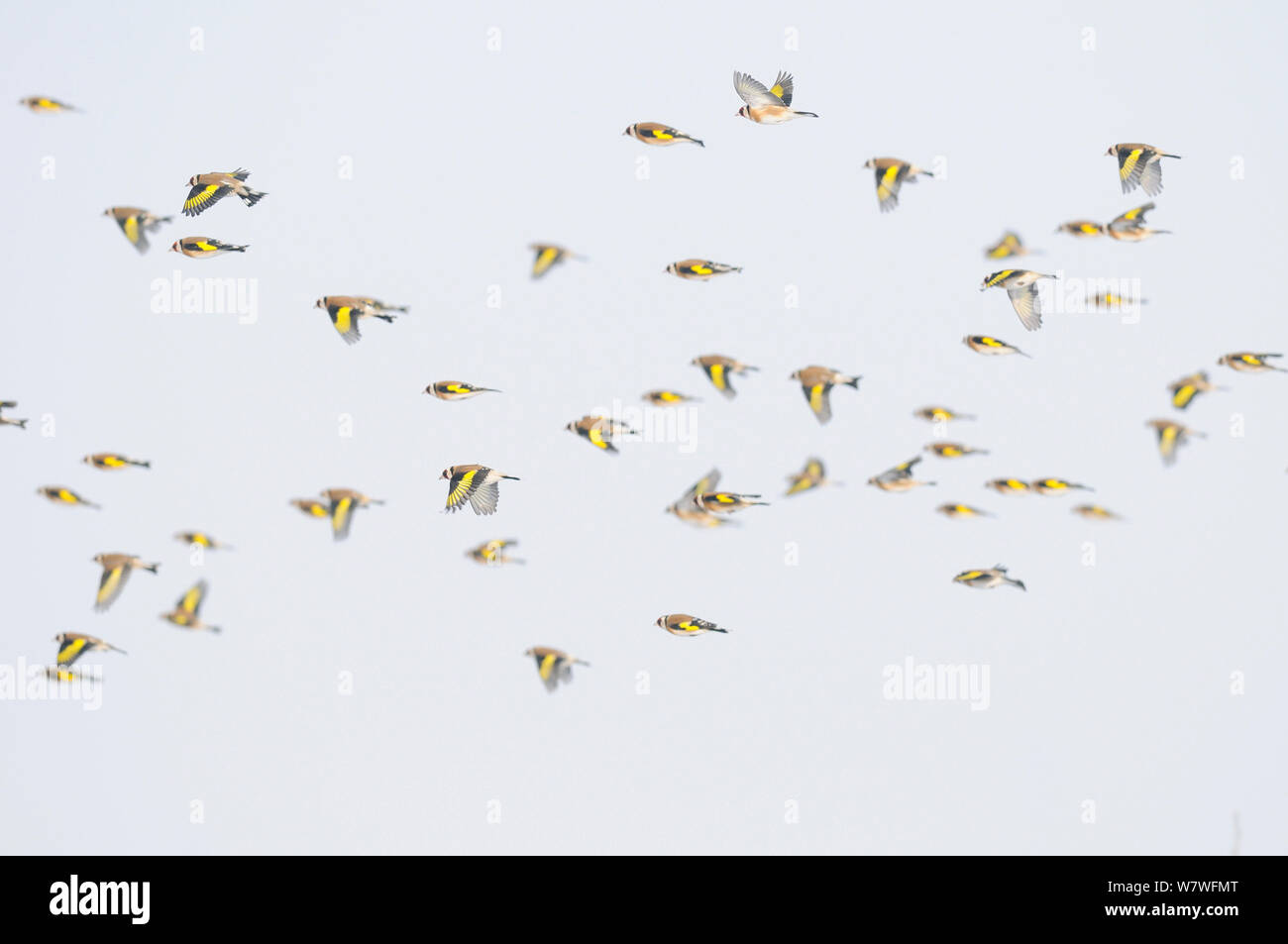 Europäische Stieglitz (Carduelis carduelis) Herde im Flug, Fluss Mures, ortsrand von Targu Mures, Rumänien, Dezember Stockfoto