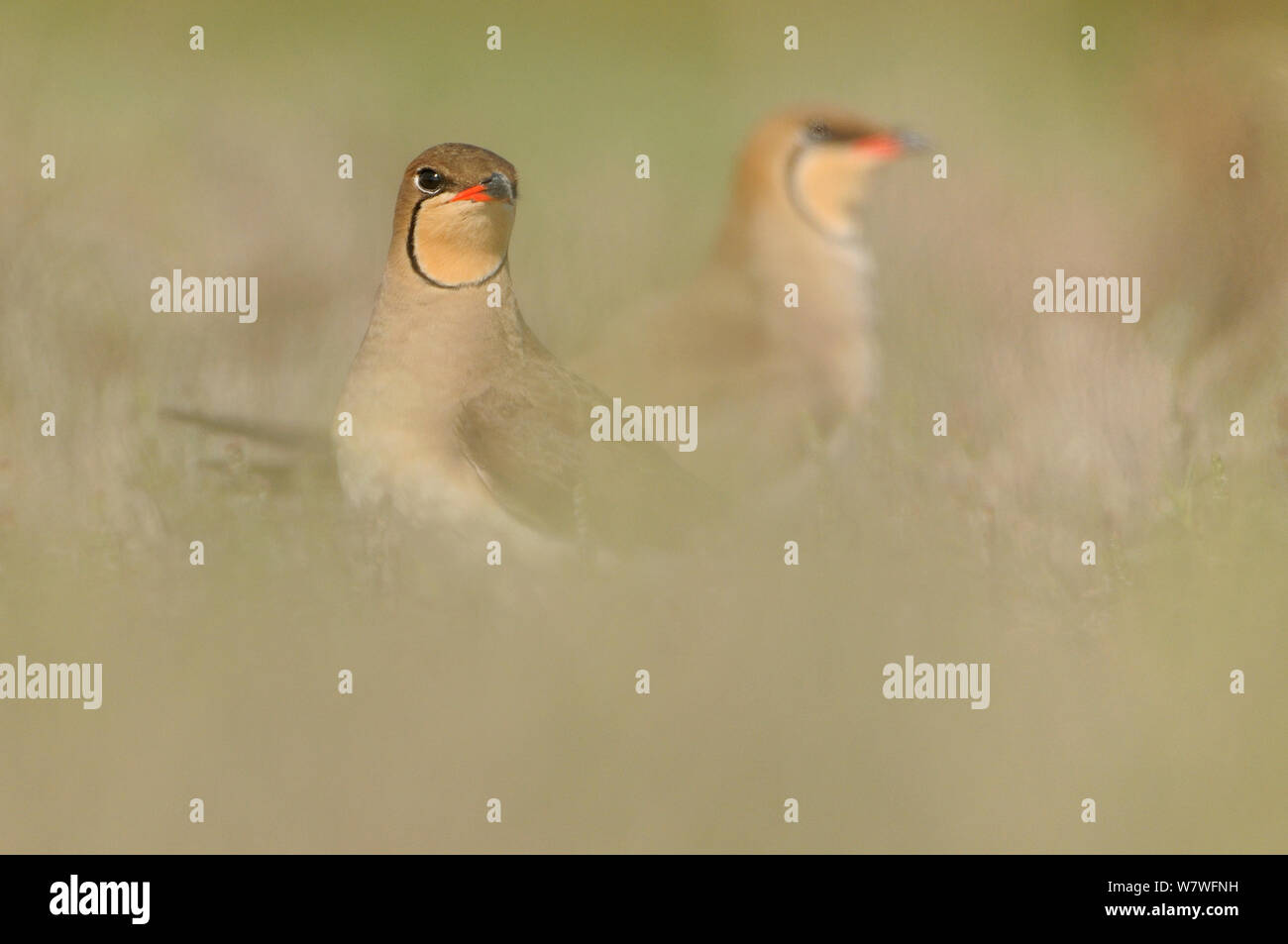 Gemeinsame Pratincoles (Glareola pratincola) unter Salt Marsh Vegetation, nahe der Donau Delta und der Küste Lagunen. Vadu, Rumänien, Mai. Stockfoto