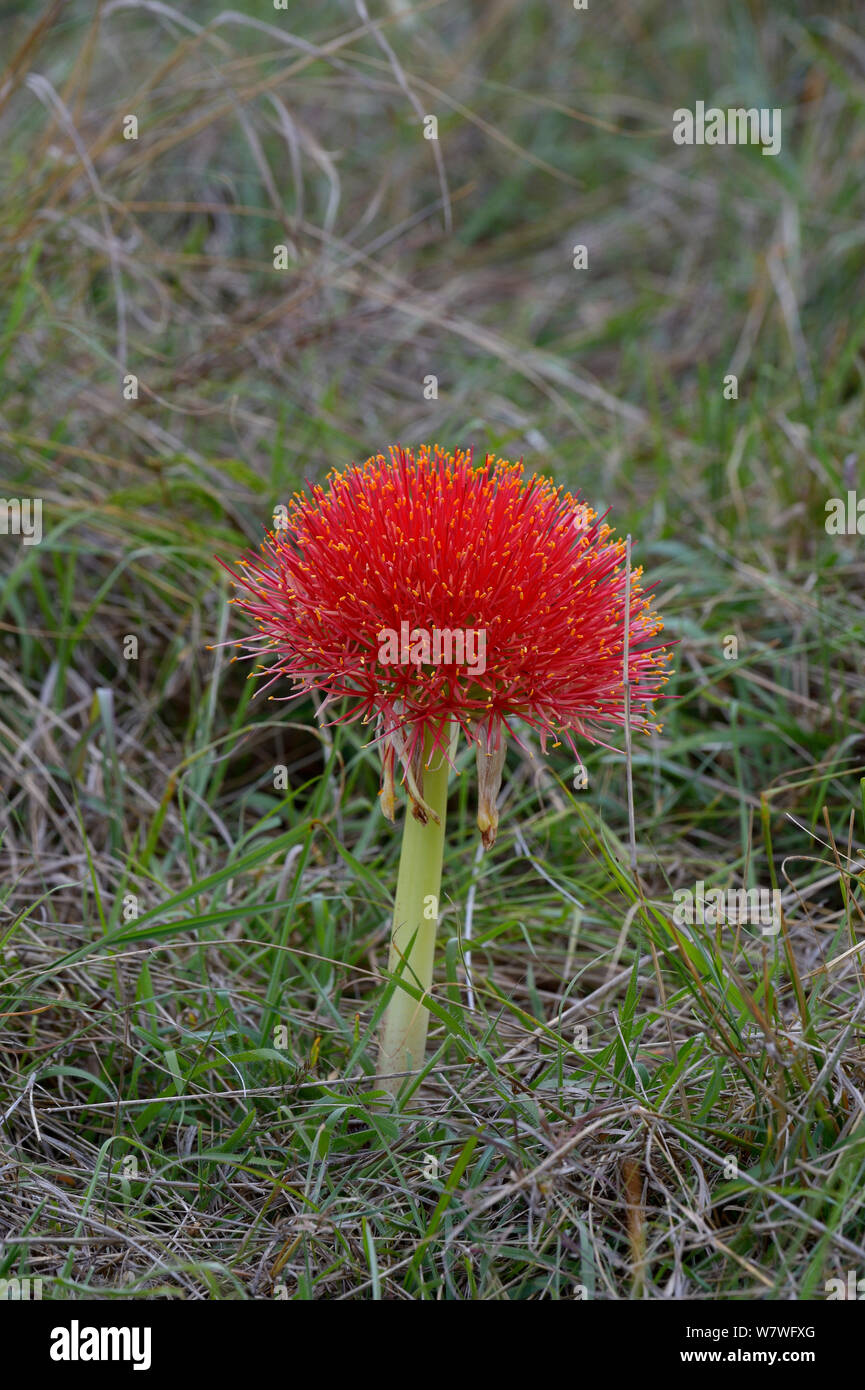 Fireball Lily (Scadoxus oder Multiflorus) in Blüte, Kenia, Oktober. Stockfoto