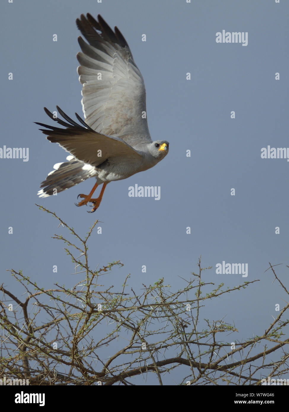 Östlichen chanting goshawk (Melierax poliopterus) im Flug, Kenia, Oktober. Stockfoto