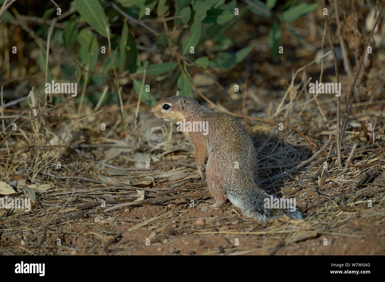 Unstriped Erdhörnchen (Xerus rutilus) auf Masse, Masai Mara, Kenia, Oktober. Stockfoto