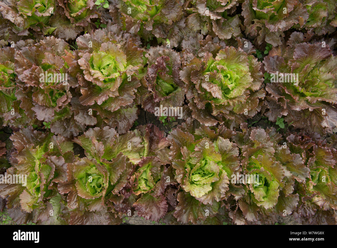 ' ' Batavia Salat, wachsen in Chassagnette organischen Garten, Arles, Camargue, Frankreich. Oktober. Stockfoto