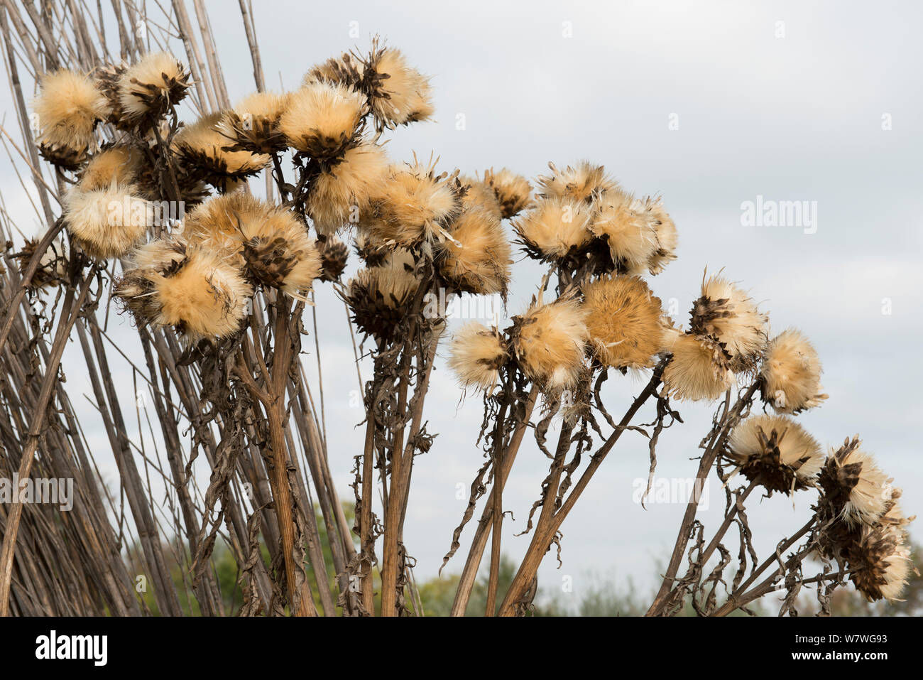 Mariendistel (Silybum marianum) Samen, Camargue, Frankreich, Oktober. Stockfoto