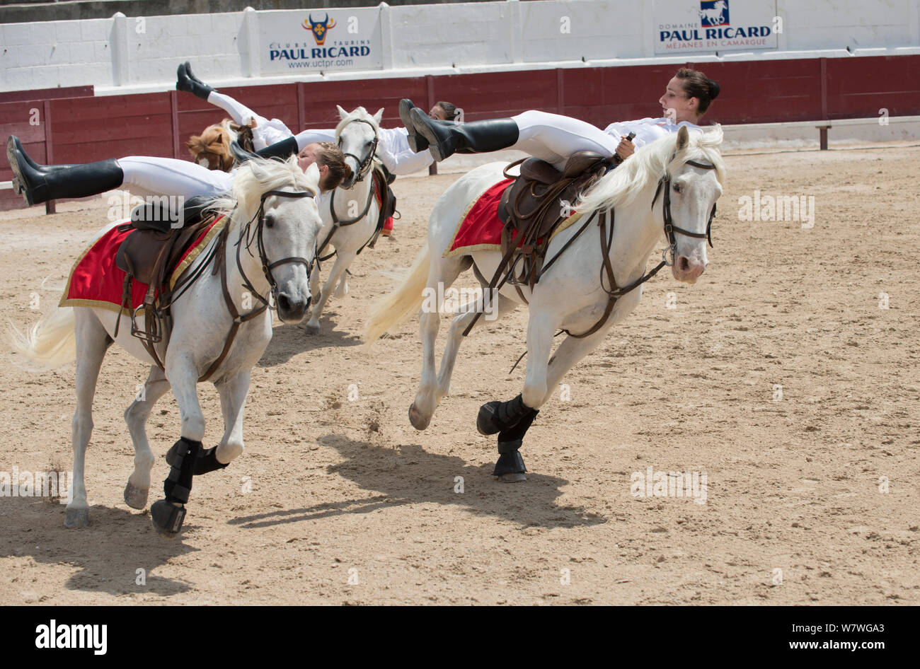 Junge Frauen, die an Equestrian vaulting Ausstellung - hingen Sattel der Camargue Pferde, Mejanes Horse Fair-Feria Cheval Mejanes, einem 1000 Jahre alten Pferd zeigen, Mejanes, Camargue, Frankreich, Juli 2013 Stockfoto Junge Frauen, die an Equestrian vaulting Ausstellung - hingen Sattel der Camargue Pferde, Mejanes Horse Fair-Feria Cheval Mejanes, einem 1000 Jahre alten Pferd zeigen, Mejanes, Camargue, Frankreich, Juli 2013 Stockfoto