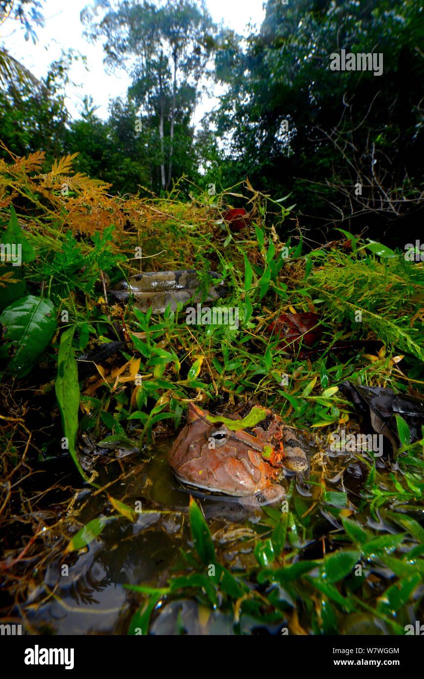 Amazonian horned Frog (Ceratophrys cornuta) in Habitat, Französisch-guayana. Stockfoto