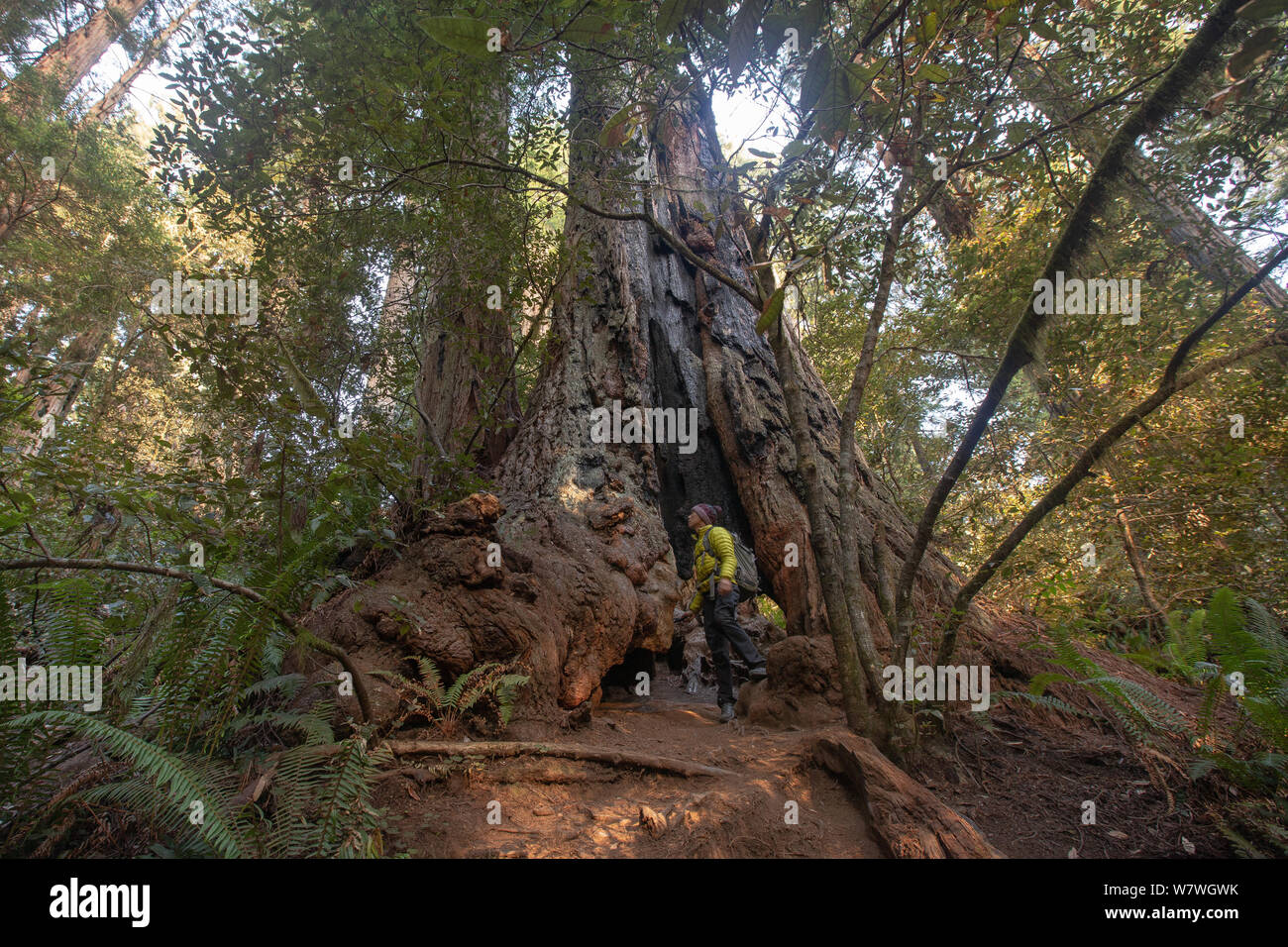 Dies ist das Bild der Wanderer auf einem riesigen Baum in Lady Bird Johnson Grove Oregon stehend Stockfoto