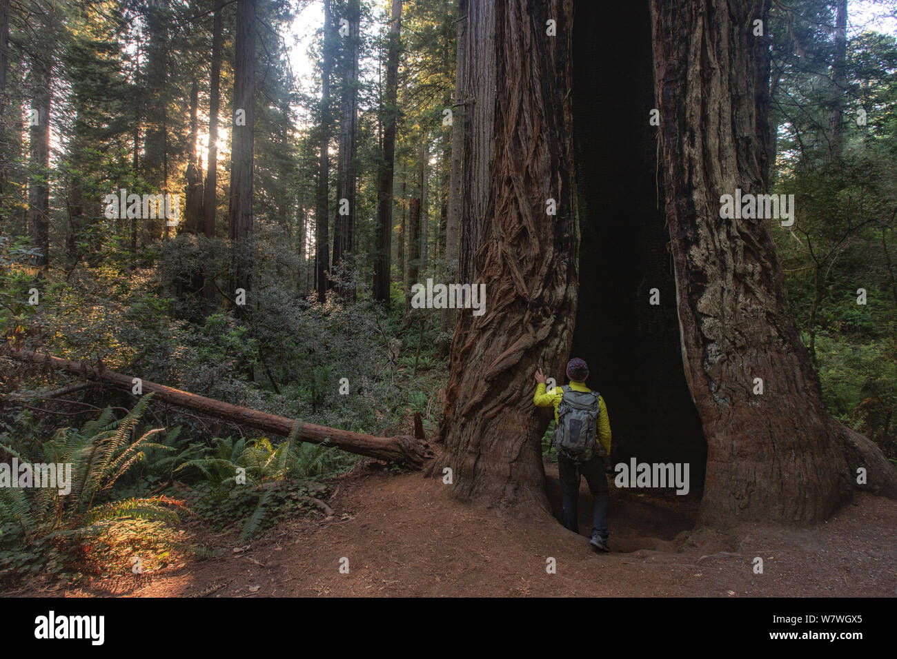 Dies ist das Bild der Wanderer auf einem riesigen Baum in Lady Bird Johnson Grove Oregon stehend Stockfoto
