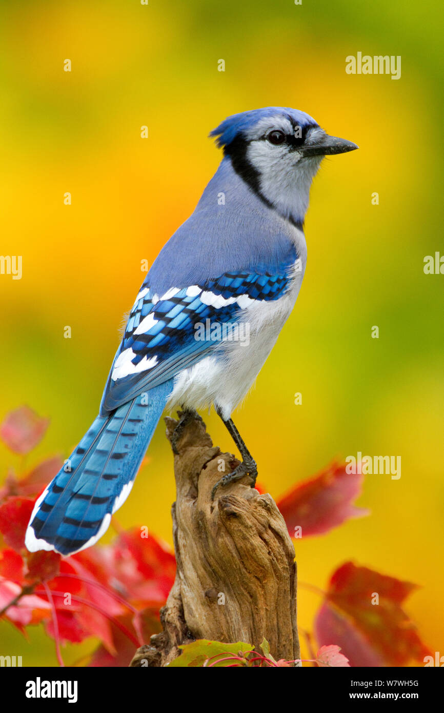 Blue Jay (Cyanocitta cristata) Portrait, New York, USA, Oktober. Stockfoto