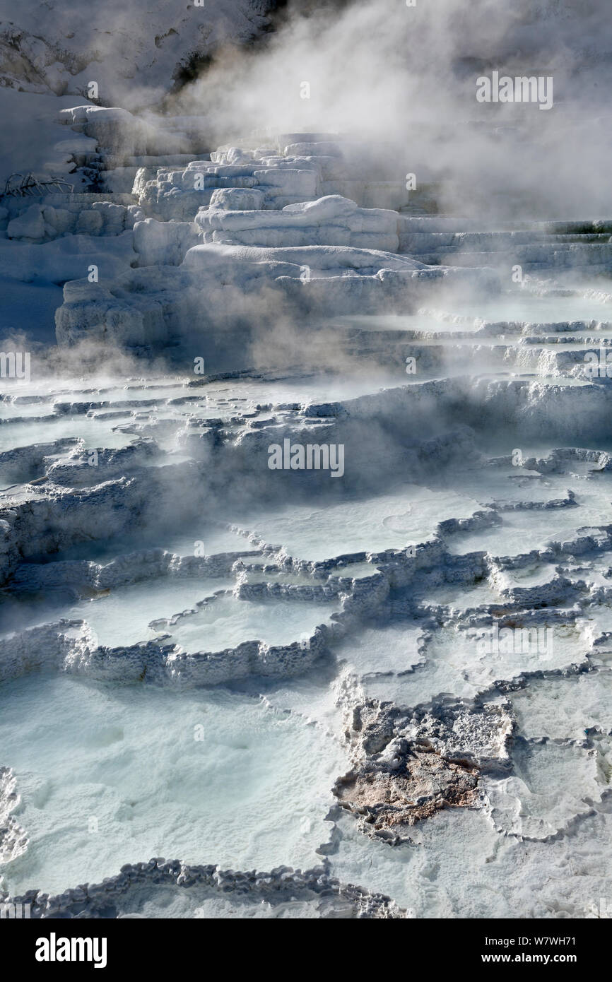 Untere Travertin Terrassen im Schnee, Mammoth Hot Springs, Yellowstone National Park, Wyoming, USA, Januar 2014. Stockfoto