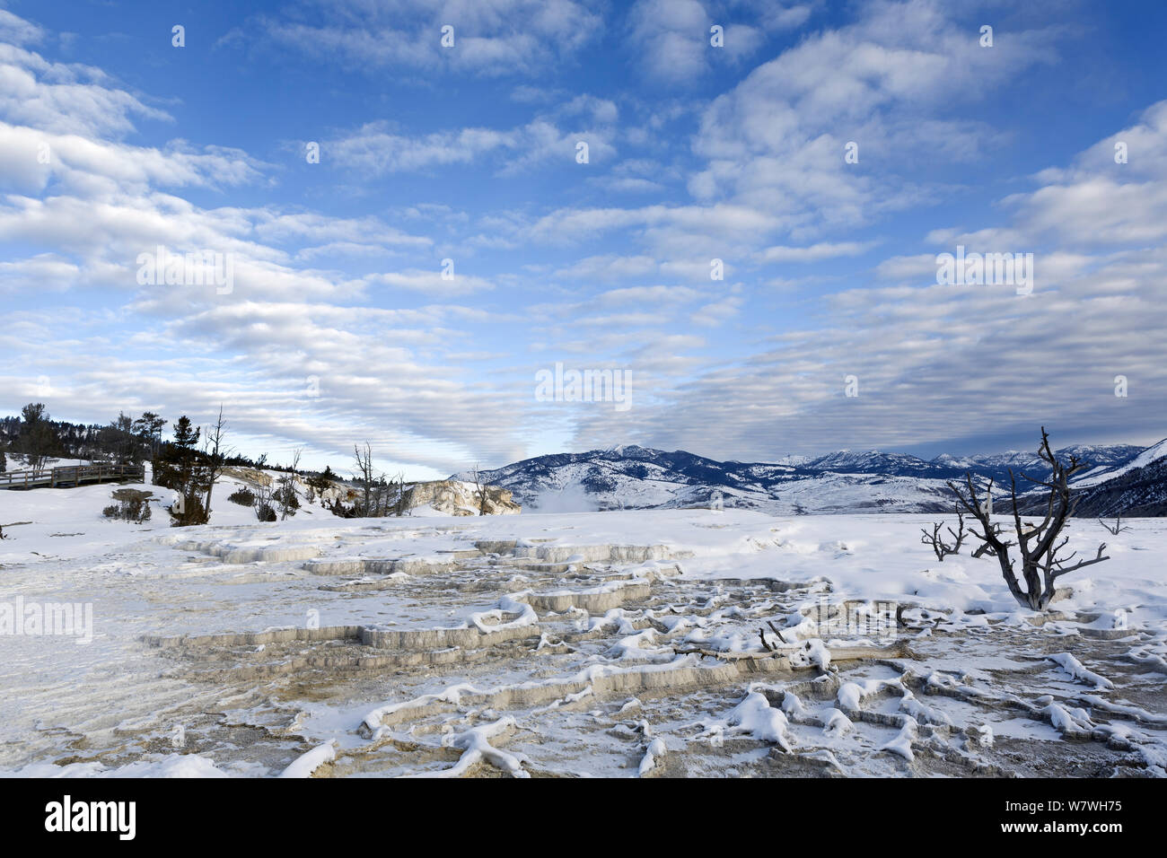 Tote Bäume auf den oberen Terrassen von Mammoth Hot Springs, Yellowstone National Park, Wyoming, USA, Januar 2014. Stockfoto