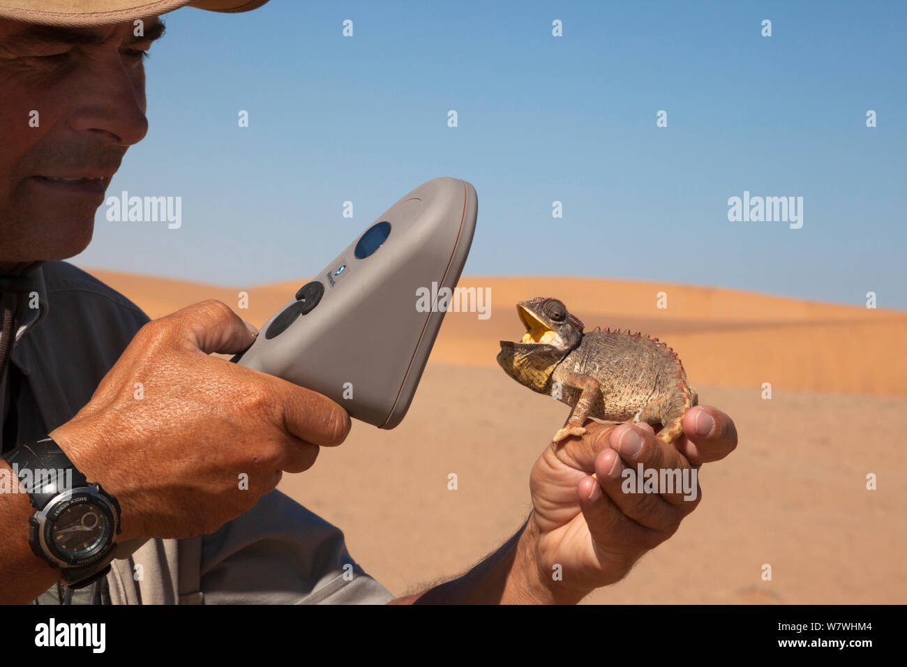 Namaqua Chamäleon (Chamaeleo namaquensis) mit offenem Mund, für microchip gescannt werden, Teil der Conservation Project, Wüste Namib, Namibia, April. Stockfoto