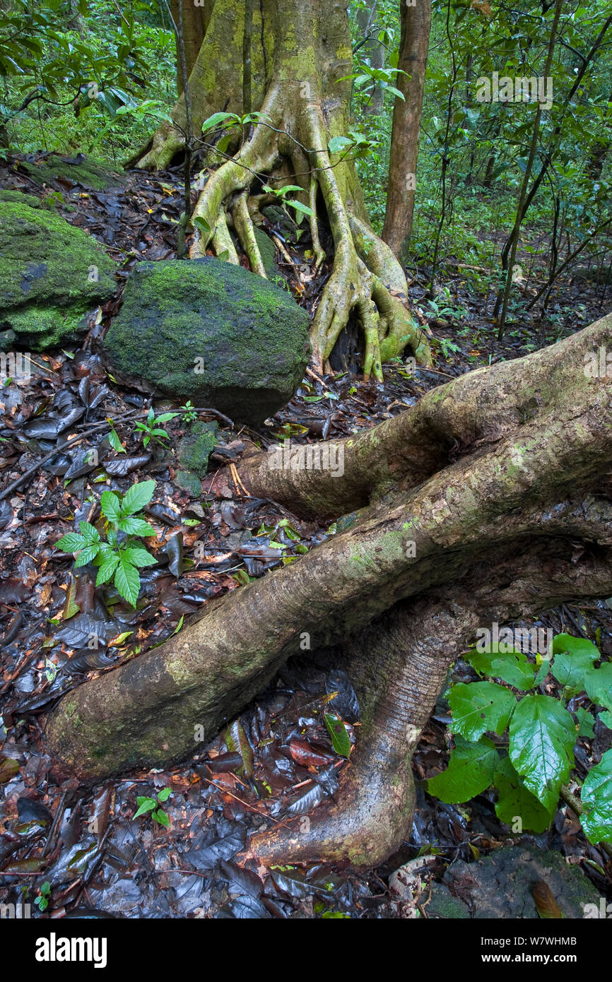 Baum Wurzeln und Felsen im trockenen Wald während der Regenzeit, Nationalpark Santa Rosa, Guanacaste, Costa Rica. Stockfoto