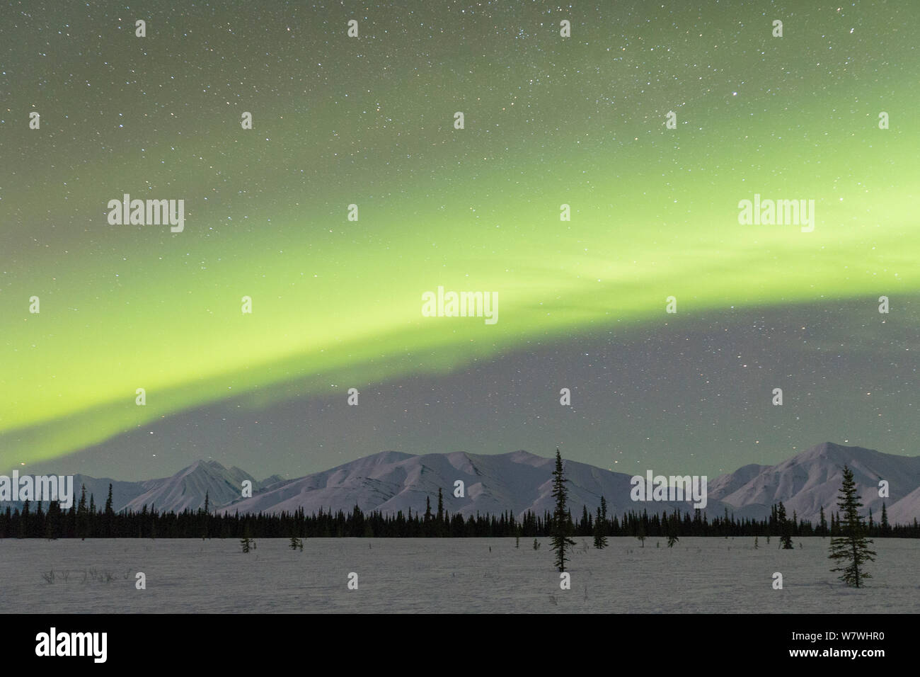 Aurora borealis/Northern lights über Bergkette in der Nähe des Denali National Park, Alaska, USA, März 2013. Stockfoto