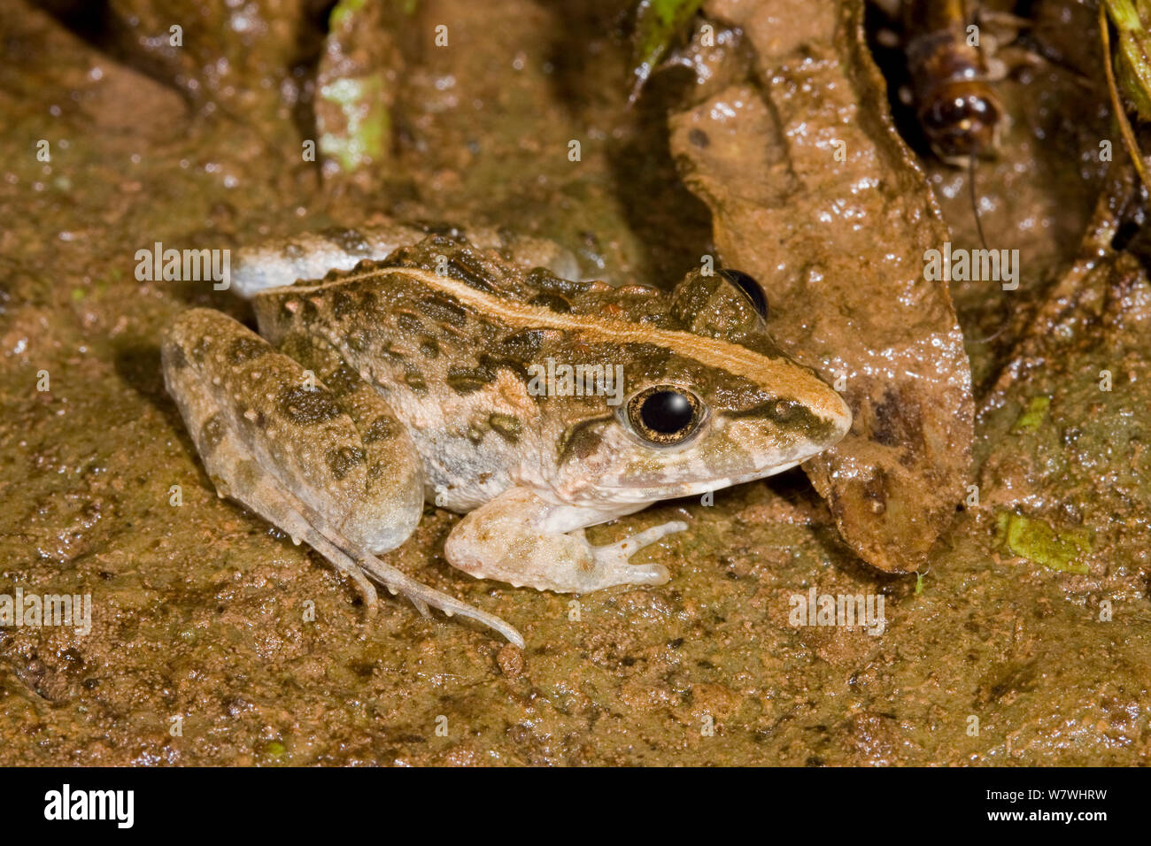 Grasfrosch (Fejervarya limnocharis) auf Masse, Danum Valley, Sabah, Borneo. Stockfoto