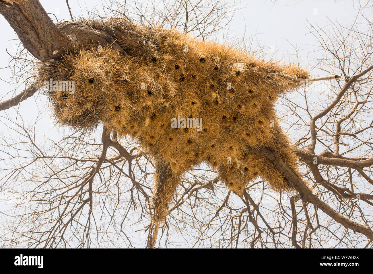 Sociable Weaver (Philetairus socius) Bird's Nest Kolonie in den Etosha Nationalpark, Namibia. Stockfoto