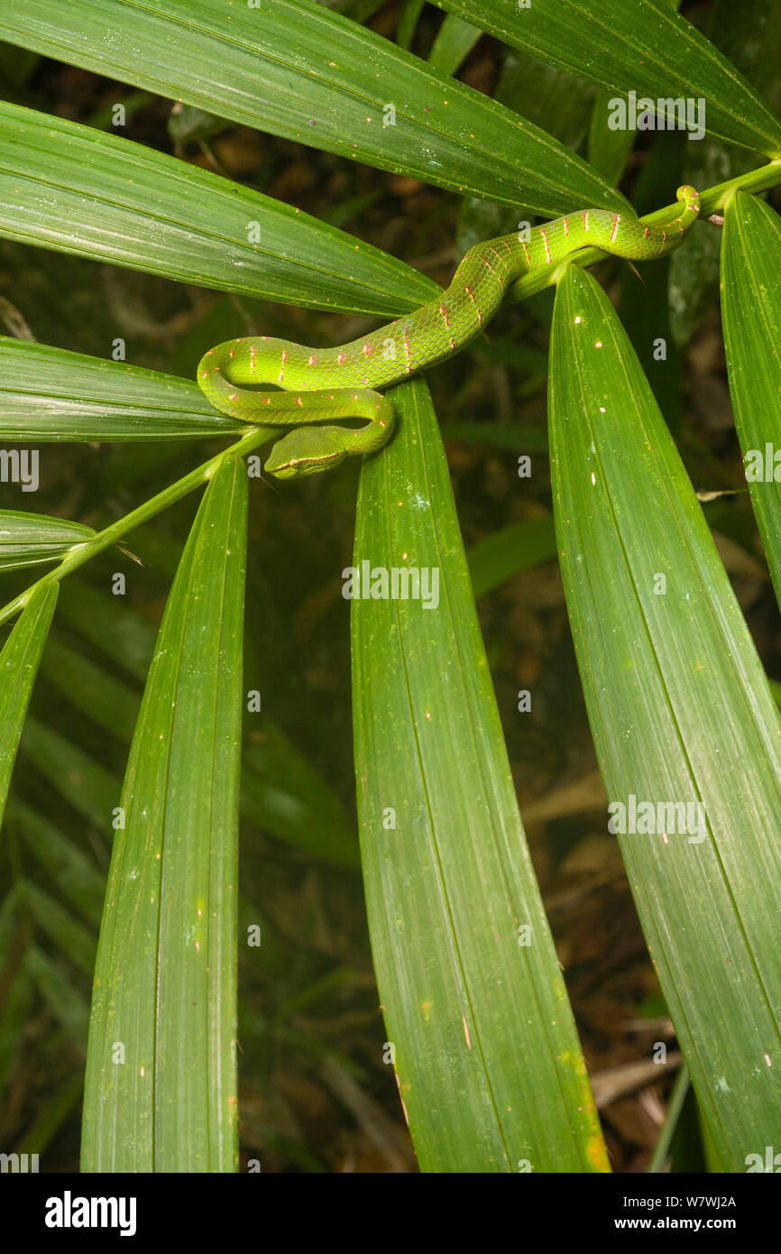 Wagler&#39;s Bambusotter (Tropidolaemus wagleri) Bako Nationalpark, Sarawak, Borneo Stockfoto
