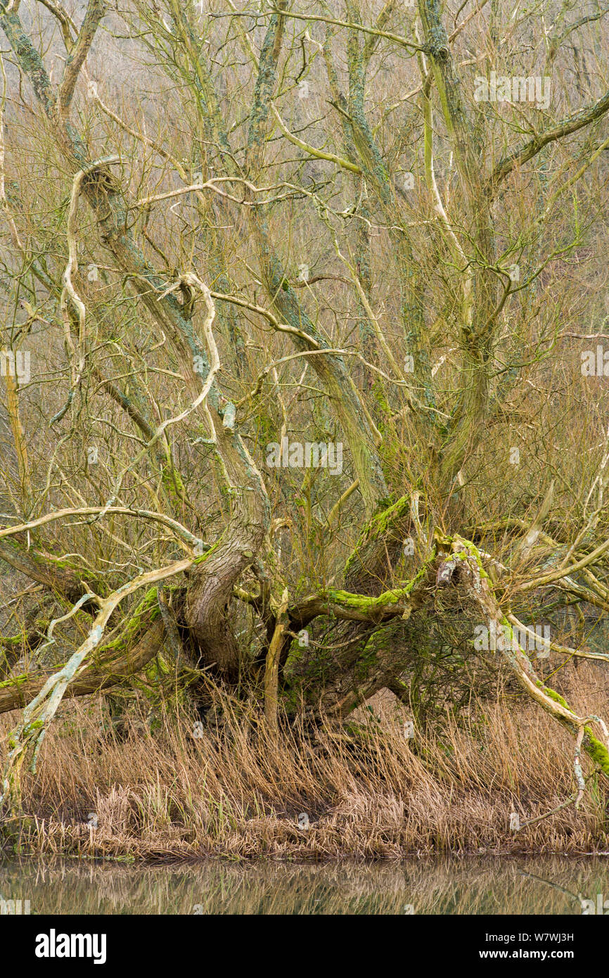 Crack Weide (Salix fragilis) Monsal Dale, Derbyshire, Peak District National Park, England, Großbritannien, Februar. Stockfoto