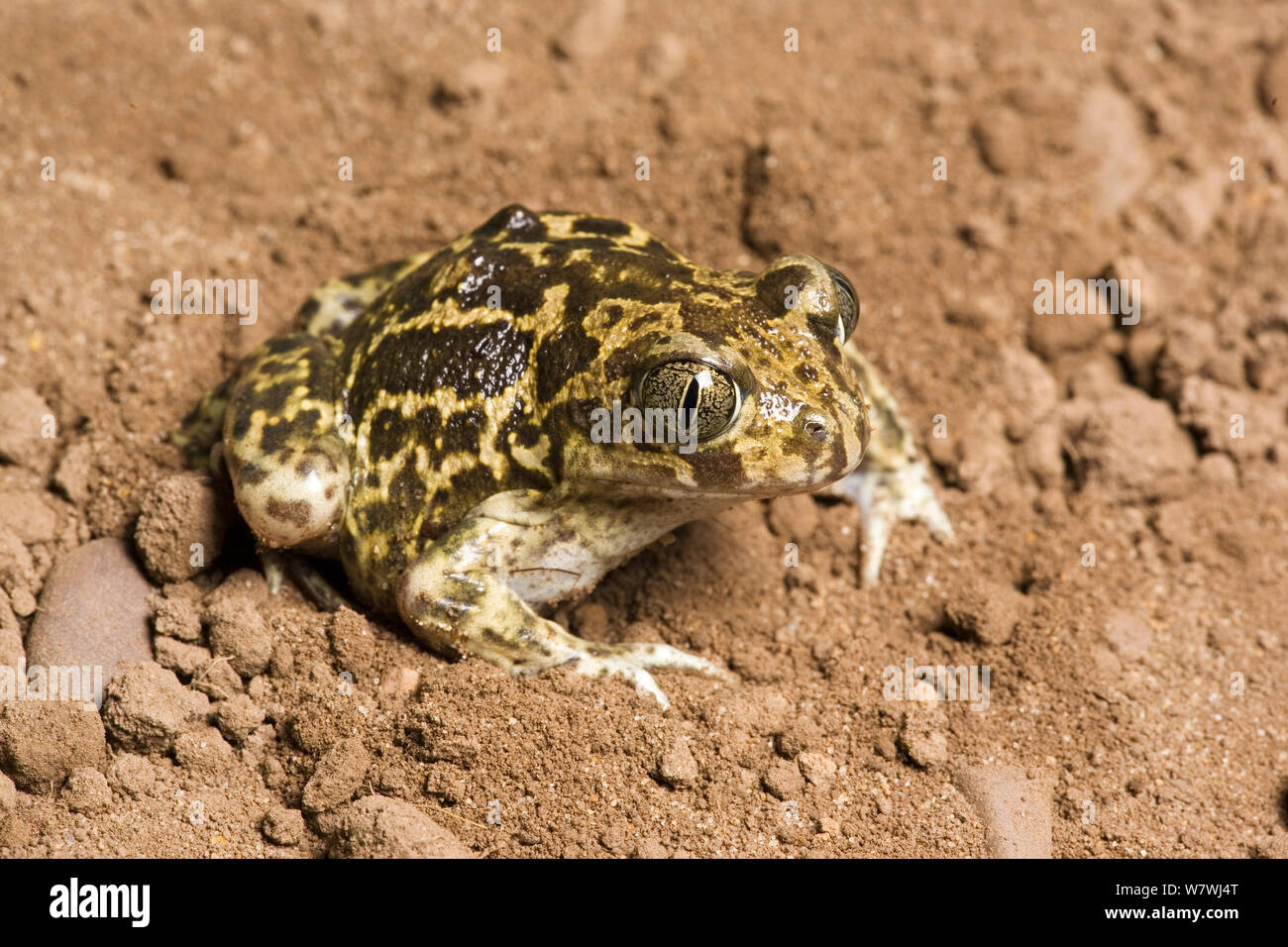 Western spadefoot Toad (Pelobates cultripes) unverlierbaren aus Spanien Stockfoto