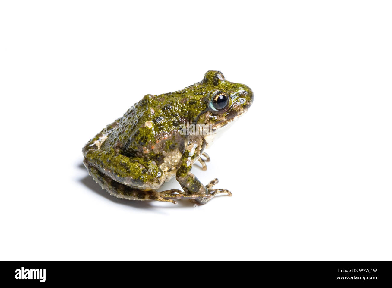 Petersilie Frosch (Pelodytes punctatus) vor weißem Hintergrund, Captive aus Spanien. Stockfoto