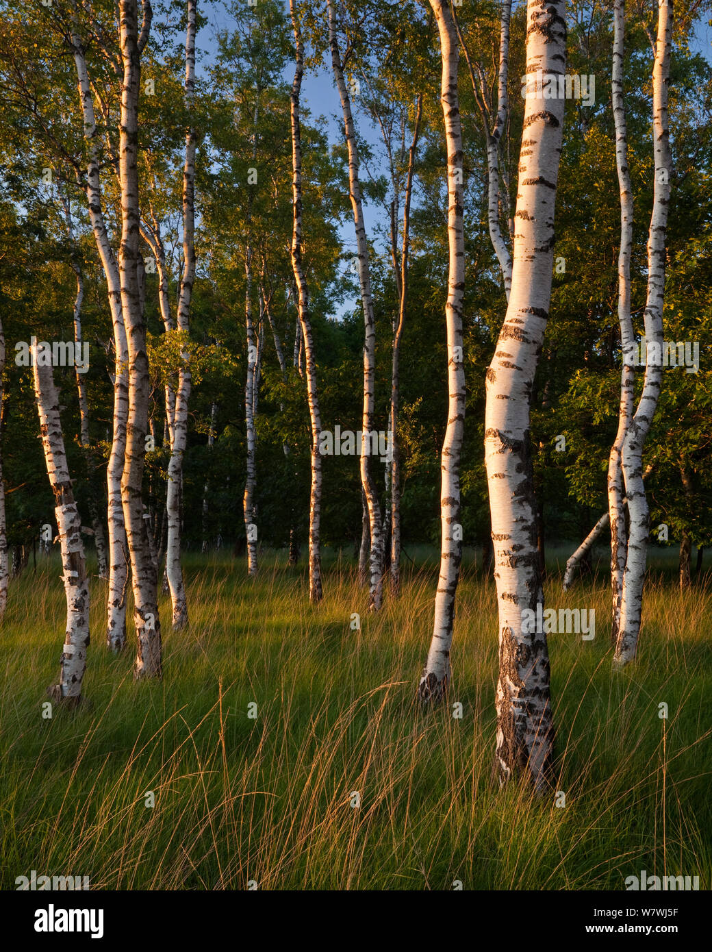 Europäische Birke (Betula pubescens) in einer niederländischen Birkenwald, Oisterwijkse Vennen, Niederlande. Juni 2009. Stockfoto