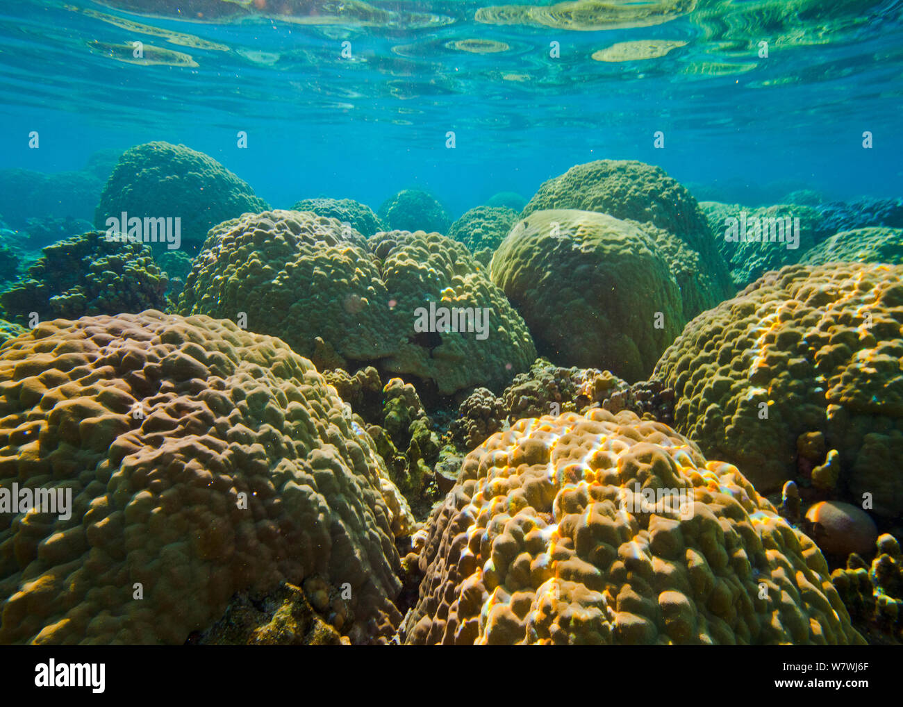 Gehirn Korallen (Faviidae) im tropischen Lagunen der Ofu Island, American Samoa Archipel, American Samoa National Park. Januar 2012. Stockfoto