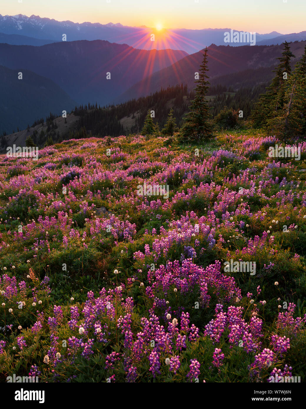 Lupine (Lupinus Latifolius) bei Sonnenuntergang, in der Nähe von Hindernissen im Olympic National Park, Washington, USA. August 2011. Stockfoto