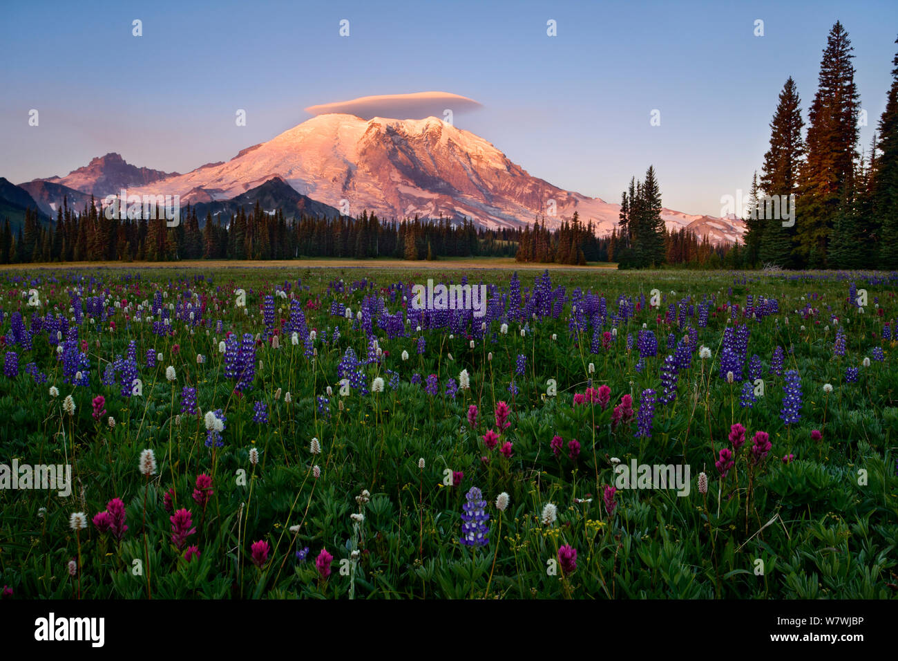 Mt Rainier und einem Linsenförmigen Wolke bei Sonnenaufgang mit Lupinen (Lupinus Latifolius) und rosa Pinsel (Castilleja parviflora), Grand Park, Mount Rainier National Park, Washington, USA. August 2008. Stockfoto