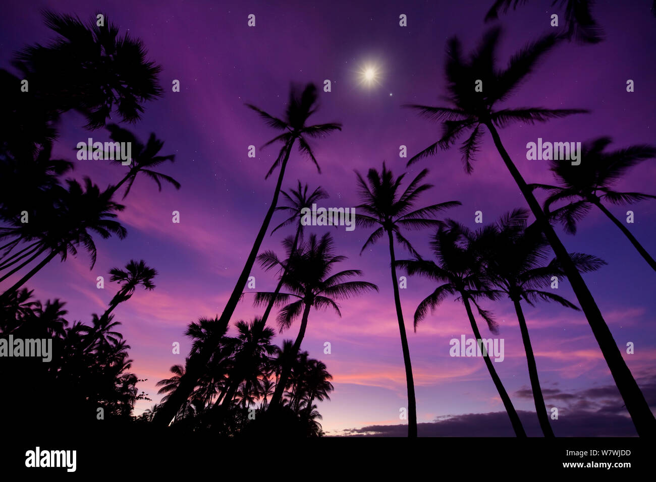 Silhouetten von Palmen in der Dämmerung, mit dem Mond und Sterne Overhead, Hawaii. Juli 2011. Stockfoto