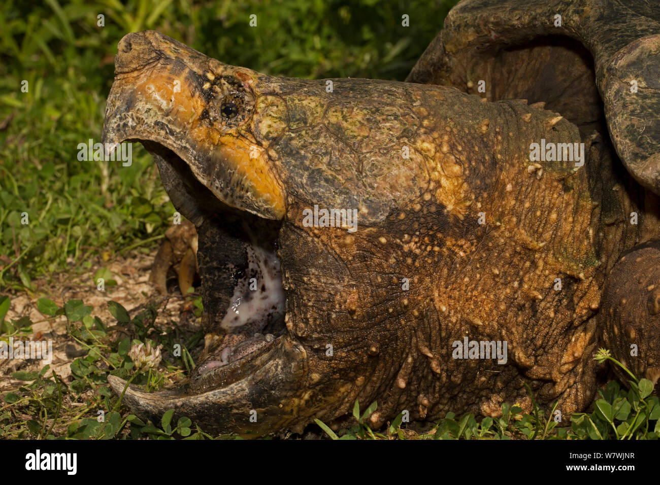 Alligator snapping Turtle (Macrochelys temminckii) Kopf hoch, Mund weit geöffnet, Louisiana, USA, April. Gefährdete Arten. Stockfoto