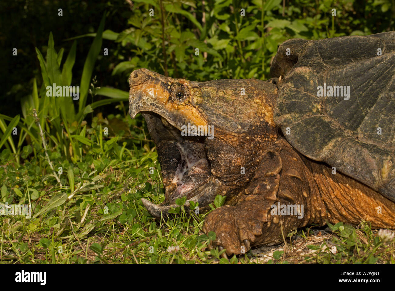 Alligator snapping Turtle (Macrochelys temminckii) mit Mund weit geöffnet, Louisiana, USA, April. Gefährdete Arten. Stockfoto
