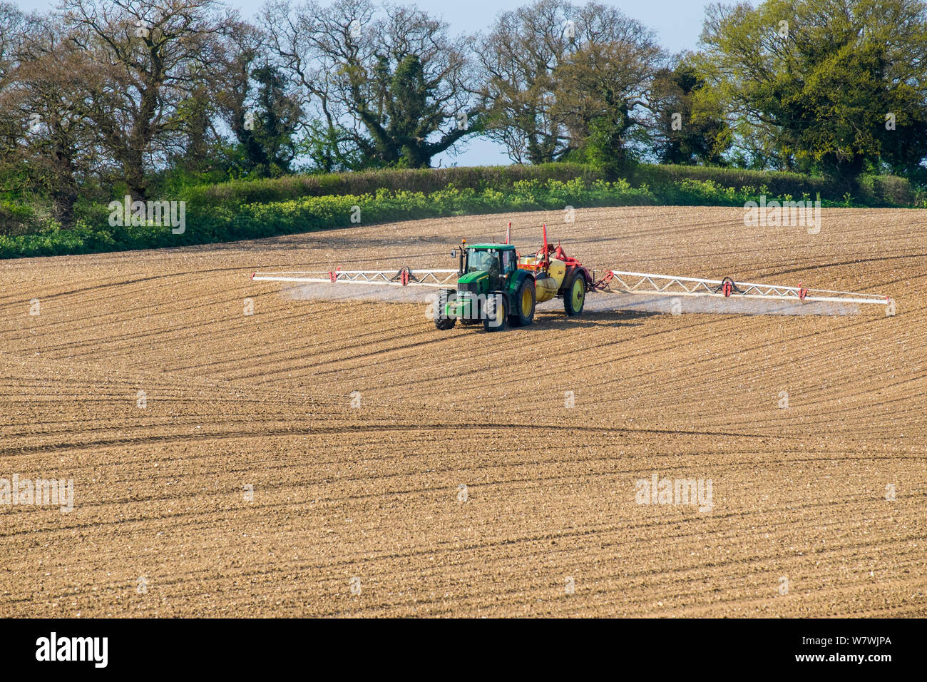 Traktor Spritzen Herbizid, das Unkraut in den Zuckerrüben (Beta vulgaris) Erntegut, Norfolk, UK, April zu verhindern. Stockfoto