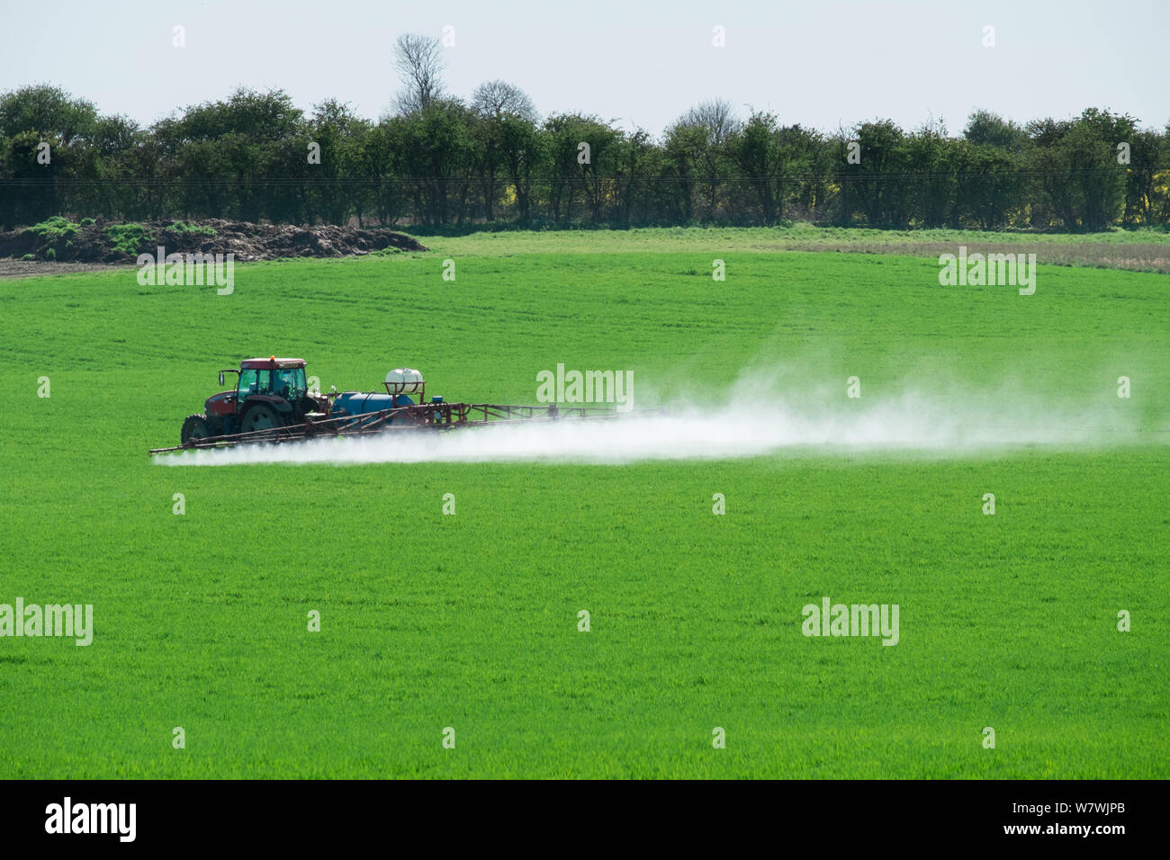 Traktor mit einem Sprühgerät spritzen Getreide, zeigen deutliche Abdrift, Norfol, UK, April. Stockfoto
