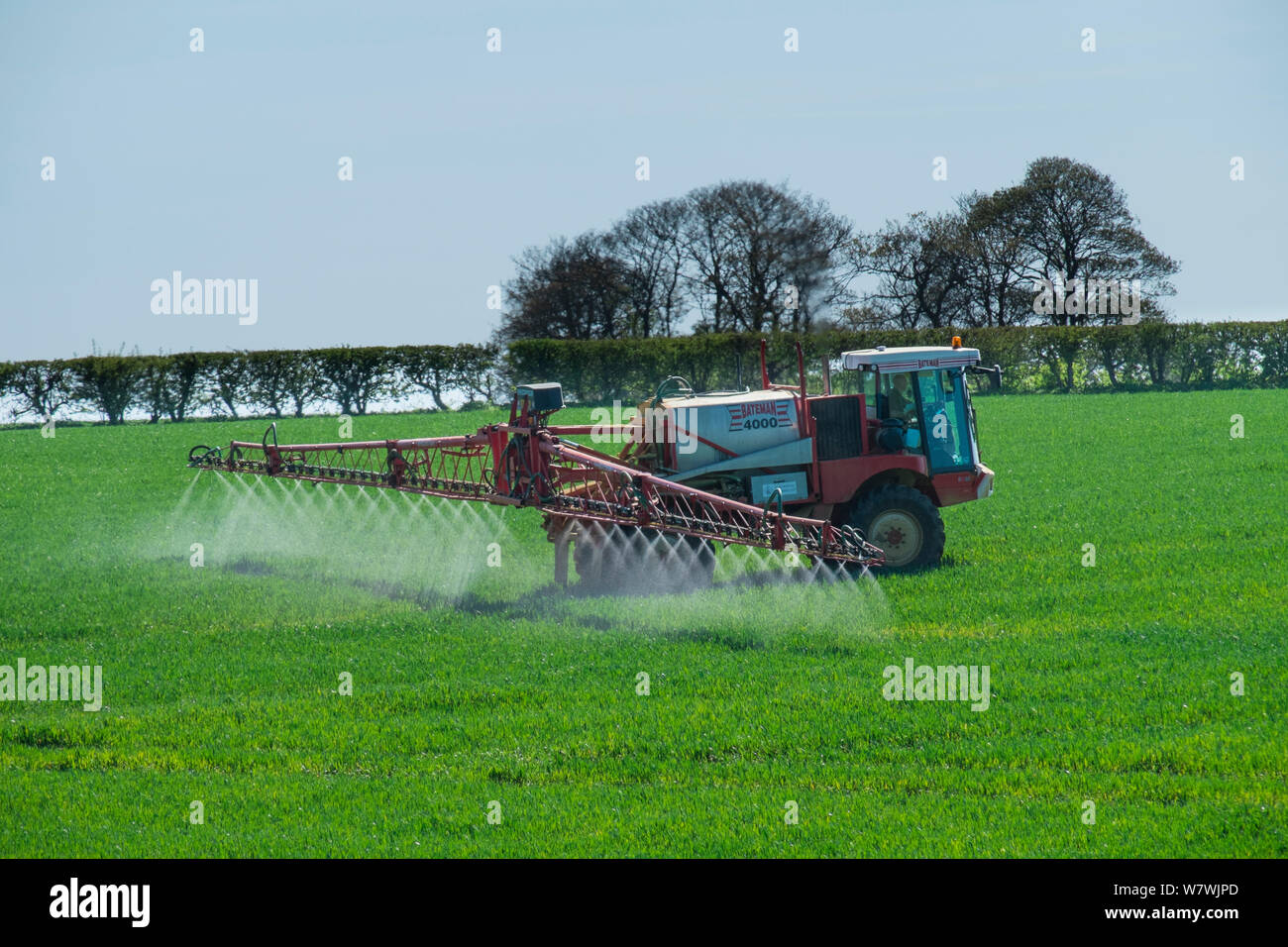 Selbstfahrende Spritzen Einheit spritzen auf Getreide, Norfolk, UK, April. Stockfoto