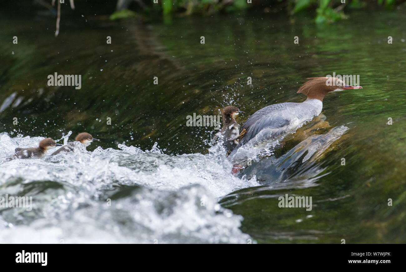 Gänsesäger (Mergus Merganser) erwachsenen Weibchen mit drei Entenküken schwimmen ein Wehr. Fluss Wye, Nationalpark Peak District, Derbyshire, England, Mai. Stockfoto