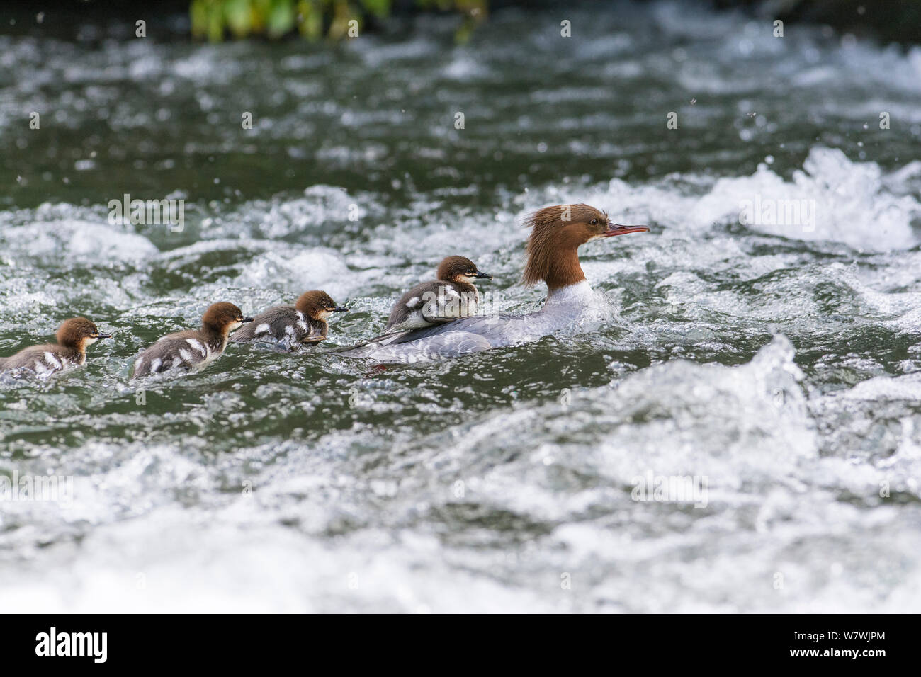 Gänsesäger (Mergus Merganser) erwachsene Frau mit vier Entenküken verhandeln Wehr. Fluss Wye, Nationalpark Peak District, Derbyshire, England, Mai. Stockfoto