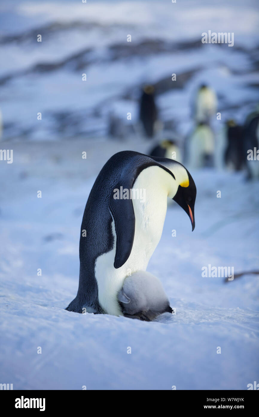 Kaiserpinguine (Aptenodytes forsteri) mit Küken in Brut Pouch, Antarktis, September. Stockfoto