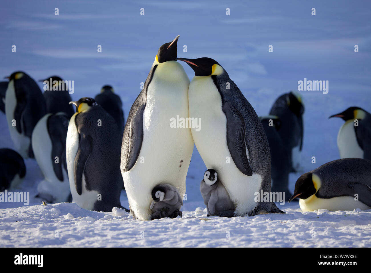 Zwei Kaiserpinguine (Aptenodytes forsteri) Interaktion, sowohl mit Küken, Antarktis, August. Stockfoto