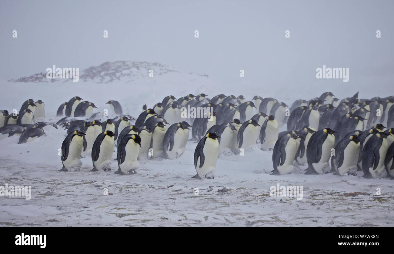 Rand der Kaiserpinguine (Aptenodytes forsteri) Unordnung mit Küken in Brut Beutel, Blizzard, Antarktis, August. Stockfoto