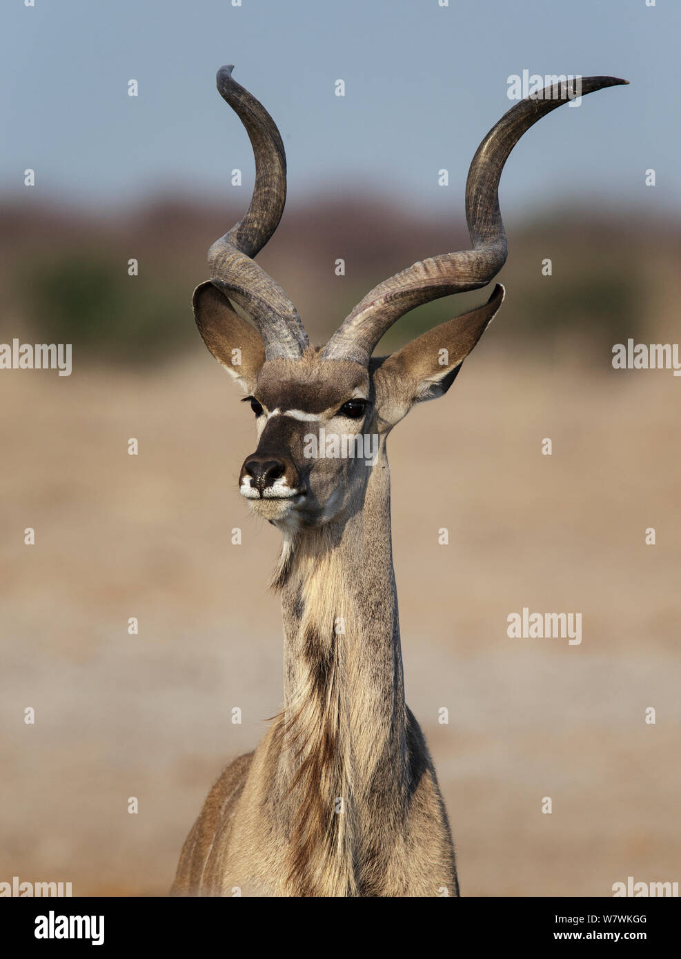 Kudu (Tragelaphus strepsiceros) männlich, Porträt, Etosha National Park, Namibia. Stockfoto