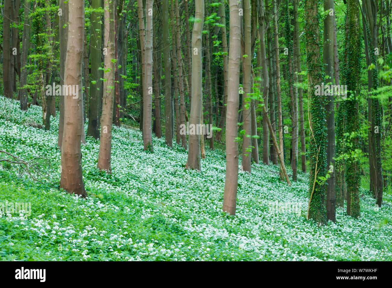 Blühende Bärlauch (Allium ursinum) in einem Buche (Fagus sylvatica) Woodland, winterborne Abbas, Dorset, England, UK, Mai. Stockfoto