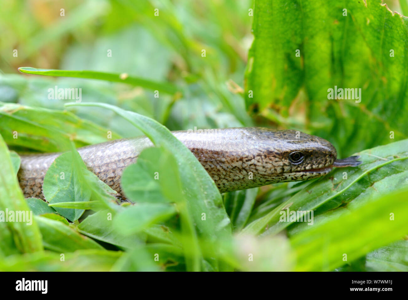 Langsam Wurm im Gras (Anguis fragilis) flippen Zunge, Elsass, Frankreich, Mai. Stockfoto