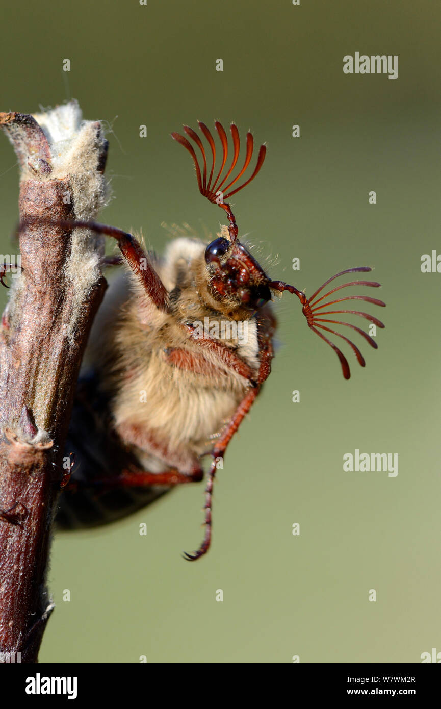 Maikäfer (Melolontha melolontha) Portrait, Anzeigen gespreizte Antennen. Elsass, Frankreich, Mai. Stockfoto
