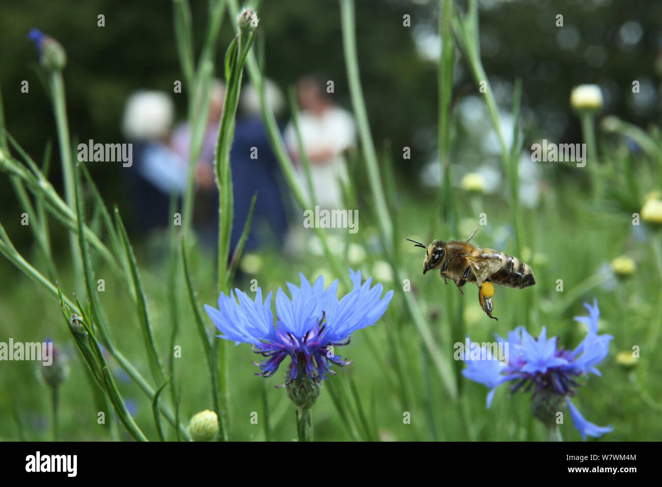 Honigbiene (Apis melifera), die nach der Bestäubung Kornblumen (Centaurea cyanea) in &#39; Biene Welt&#39;, mit Menschen im Hintergrund, Surrey, England, Großbritannien, Juli 2014. Biene Welten ist eine Initiative der Freunde der Erde. Stockfoto