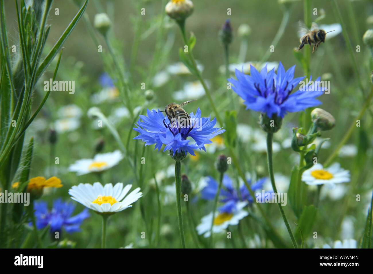 Honigbiene (Apis melifera) unter Ausschalten nach bestäubung Kornblumen (Centaurea cyanea) in ' Biene Welt'. Surrey, England, Großbritannien, Juli 2014. Biene Welten ist eine Initiative der Freunde der Erde. Stockfoto